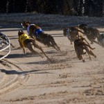 Greyhoundracing